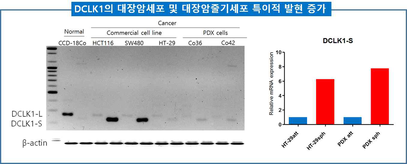 DCLK1의 대장암세포 및 대장암줄기세포 특이적 발현 증가