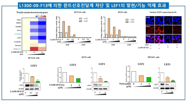 후보약물 L1300-09-F13에 의한 윈트신호전달계 차단 및 LEF1의 발현/기능 억제 효과