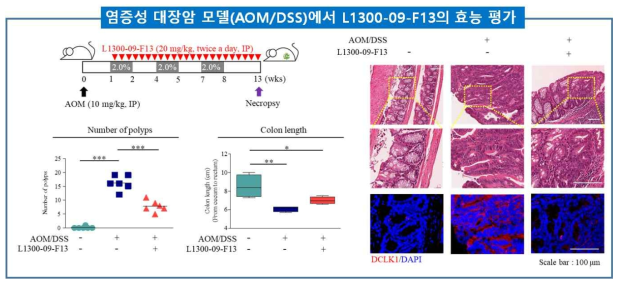 염증성 대장암 모델(AOM/DSS)에서 L1300-09-F13의 효능 평가