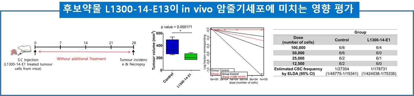 후보약물 L1300-14-E13의 in vivo 암줄기세포에 미치는 영향 평가