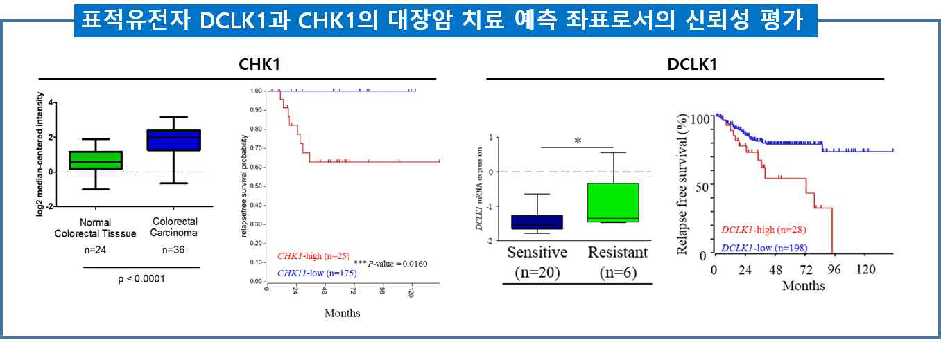 표적유전자 DCLK1과 CHK1의 대장암 치료 예측 좌표로서의 신뢰성 평가