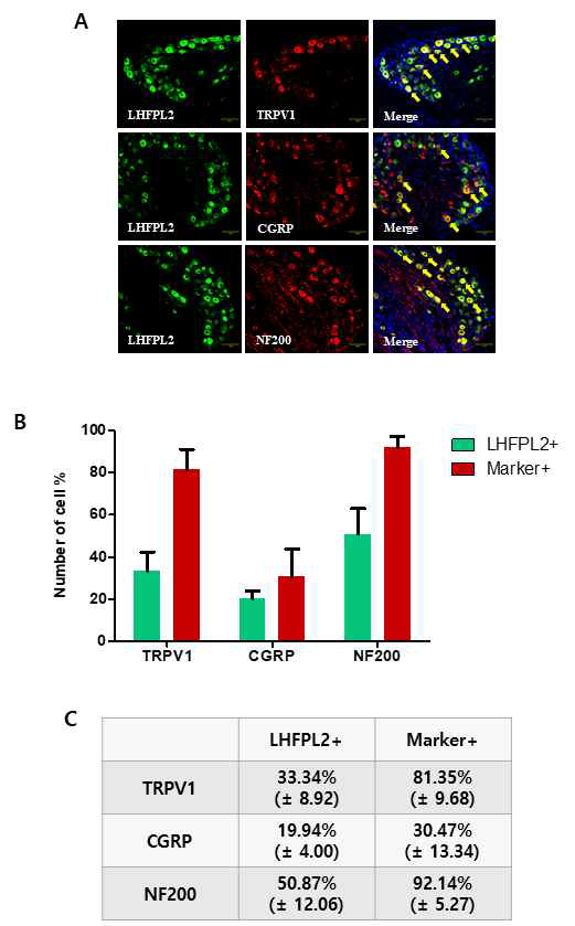 Immunohistochemistry로, mouse DRG 에서 발현하고 있는 LHFPL2와 pain development 와 관련 있는 Neuronal marker인 TRPV1, CGRP (Calcitonin gene-related peptide), NF200 (Neurofilament 200)과의 중첩된 것을 확인하였음. (A) DRG neuron에서 LHFPL2는 Green으로, TRPV1, CGRP, NF200은 Red로 나타냈으며 DRG nuclei는 파란색으로 나타내었음. 또한 화살표는 중첩된 DRG neuron을 가리킴. (B) DRG에서 발현하고 있는 LHFPL2와 pain development Marker들의 cell 수를 세어서 그래프화 하였음. LHFPL2를 positive로 보았을 때 중첩되는 Marker들의 cell %를 Green으로 표기 하였고, Marker를 positive로 보았을 때 중첩되는 LHFPL2의 cell %는 Red로 표기하였음. (LHFPL2/TRPV1 N수 : 211/84, LHFPL2/CGRP N수 : 234/182, LHFPL2/NF200 N수 : 190/96) (C) (B) 그래프에서 LHFPL2를 positive로 했을때의 값과 Marker를 positive로 했을 때의 값을 수치화 하였음