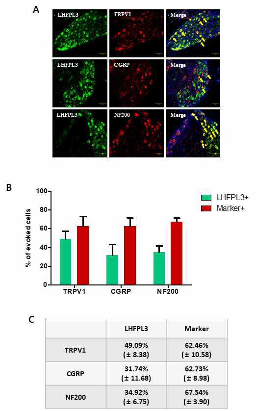 Immunohistochemistry로, mouse DRG 에서 발현하고 있는 LHFPL3와 pain development 와 관련 있는 Neuronal marker인 TRPV1, CGRP (Calcitonin gene-related peptide), NF200 (Neurofilament 200)과의 중첩된 것을 확인하였음. (A) DRG neuron에서 LHFPL3는 Green으로, TRPV1, CGRP, NF200은 Red로 나타냈으며 DRG nuclei는 파란색으로 나타내었음. 또한 화살표는 중첩된 DRG neuron을 가리킴. (B) DRG에서 발현하고 있는 LHFPL3와 pain development Marker들의 cell 수를 세어서 그래프화 하였음. LHFPL3를 positive로 보았을 때 중첩되는 Marker들의 cell %를 Green으로 표기 하였고, Marker를 positive로 보았을 때 중첩되는 LHFPL3의 cell %는 Red로 표기하였음. (LHFPL3/TRPV1 N수 : 355/324, LHFPL3/CGRP N수 : 384/182, LHFPL3/NF200 N수 : 155/83) (C) (B) 그래프에서 LHFPL3를 positive로 했을 때의 값과 Marker를 positive로 했을 때의 값을 수치화 하였음