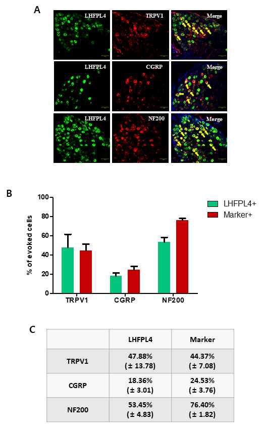 Immunohistochemistry로, mouse DRG 에서 발현하고 있는 LHFPL4와 pain development 와 관련 있는 Neuronal marker인 TRPV1, CGRP (Calcitonin gene-related peptide), NF200 (Neurofilament 200)과의 중첩된 것을 확인하였음. (A) DRG neuron에서 LHFPL4는 Green으로, TRPV1, CGRP, NF200은 Red로 나타냈으며 DRG nuclei는 파란색으로 나타냄. 또한 화살표는 중첩된 DRG neuron을 가리킴. (B) DRG에서 발현하고 있는 LHFPL4와 pain development Marker들의 cell 수를 세어서 그래프화 하였음. LHFPL4를 positive로 보았을 때 중첩되는 Marker들의 cell %를 Green으로 표기하였고, Marker를 positive로 보았을 때 중첩되는 LHFPL4의 cell %는 Red로 표기하였음. (LHFPL4/TRPV1 N수 : 153/150, LHFPL4/CGRP N수 : 151/113, LHFPL4/NF200 N수 : 190/128) (C) (B) 그래프에서 LHFPL4를 positive로 했을 때의 값과 Marker를 positive로 했을 때의 값을 수치화 하였음