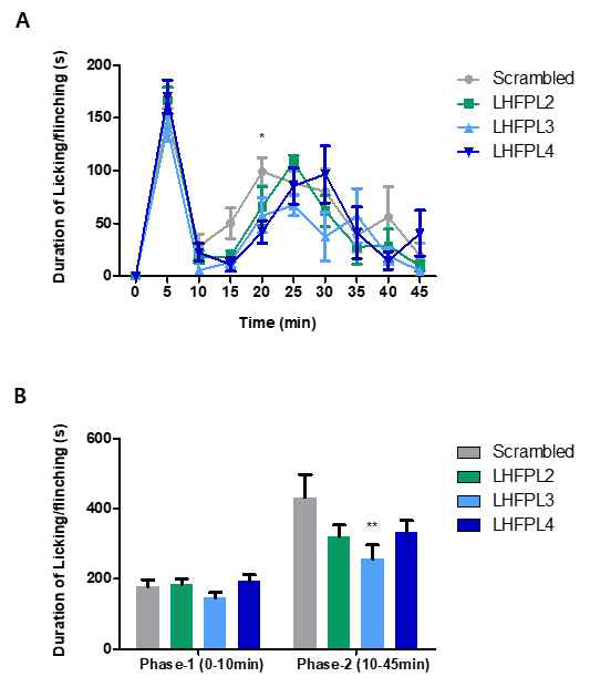 LHFPL2, LHFPL3, LHFPL4가 inflammatory pain에 영향을 미치는지 알아보기 위해서 Formalin test를 진행하였음. (A) 6주령 Normal mouse에 Scrambled RNA (3 μ g)와 LHFPL2 siRNA #2, LHFPL3 siRNA #1, LHFPL4 siRNA #1 (3 μg)을 Sciatic nerve에 주사한 뒤 48시간 후에 5% Formalin 20 μl를 발바닥에 주사한 직후부터 45분 동안 녹화하였고 5분 간격으로 licking, flinching의 소요시간을 측정하였음. (*p<0.05; Scrambled vs. LHFPL4, Two-way ANOVA) (B) 시간에 따라 Phase-1과 Phase-2로 나눠서 licking, flinching 소요시간의 합계를 평균값으로 나타냄. (**p<0.01; Scrambled vs. LHFPL3, Two-way ANOVA)