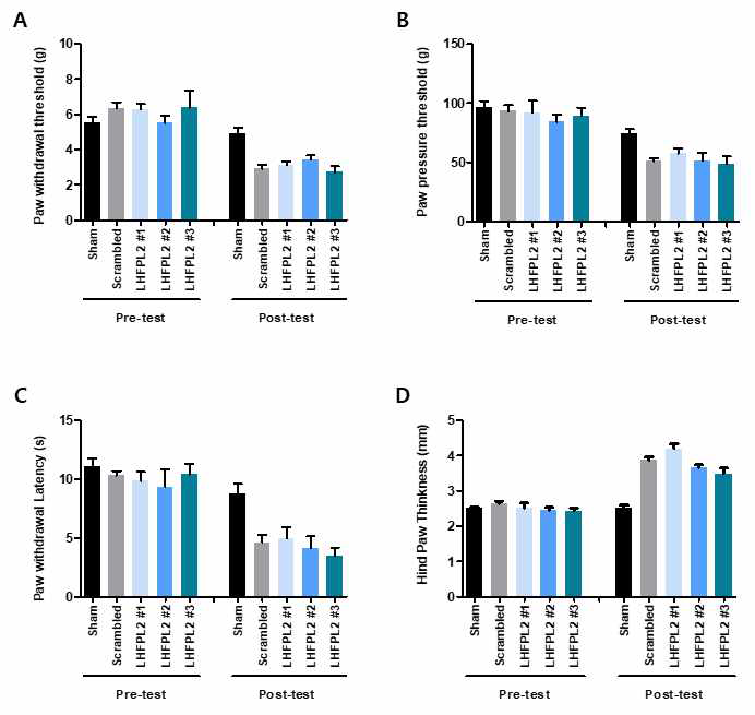 In vivo 상에서 LHFPL2가 다양한 자극에 대한 pain 기여 효과를 알아보기 위해서 Complete Freund`s Adjuvant (CFA) inflammation model을 대상으로 행동실험을 하였음. (A) von Frey test로, 5개의 그룹 (Sham, Scrambled, LHFPL2 siRNA #1, #2, #3)으로 나눠서 실험하였으며 Scrambled RNA (3 μg)와 LHFPL2 siRNA #1, #2, #3 (3 μg) 3가지를 Sciatic nerve에 주사하여 48시간 뒤에 Mechanical thresholds의 변화를 측정하였음. 그리고 CFA 10 μl를 발바닥에 주사하기 전에 Pre-test를 하였고 주사하고 24시간 후에 Post-test를 진행하였음. (B) Randall Selitto test로, 5개의 그룹 (Sham, Scrambled, LHFPL2 siRNA #1, #2, #3)으로 나눠서 실험하였으며 Scrambled RNA (3 μg)와 LHFPL2 siRNA #1, #2, #3 (3 μg) 3가지를 Sciatic nerve에 주사하여 48시간 뒤에 Mechanical thresholds의 변화를 측정하였음. 그리고 CFA 10 μl를 발바닥에 주사하기 전에 Pre-test 를 하였고 주사하고 24시간 후에 Post-test를 진행하였음. (C) Hot plate test로, 5개의 그룹 (Sham, Scrambled, LHFPL2 siRNA #1, #2, #3)으로 나눠서 실험하였으며 Scrambled RNA (3 μ g)와 LHFPL2 siRNA #1, #2, #3 (3 μg) 3가지를 Sciatic nerve에 주사하여 48시간 뒤에 Thermal thresholds의 변화를 측정하였음. 그리고 CFA 10 μl를 발바닥에 주사하기 전에 Pre-test를 하였고 주사하고 24시간 후에 Post-test를 진행하였음. (D) Edema test로, 5개의 그룹 (Sham, Scrambled, LHFPL2 siRNA #1, #2, #3)으로 나눠서 실험하였으며 Scrambled RNA (3 μg)와 LHFPL2 siRNA #1, #2, #3 (3 μg) 3가지를 Sciatic nerve에 주사하여 48시간 뒤에 발바닥 두께의 변화를 측정하였음. 그리고 CFA 10 μl를 발바닥에 주사하기 전에 Pre-test로 측정하였고 주사하고 24 시간 후에 Post-test로 측정하였음