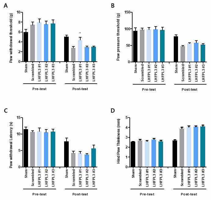 In vivo 상에서 LHFPL3가 다양한 자극에 대한 pain 기여효과를 알아보기 위해서 Complete Freund`s Adjuvant (CFA) inflammation model을 대상으로 행동실험을 하였음. (A) von Frey test로, 5개의 그룹 (Sham, Scrambled, LHFPL3 siRNA #1, #2, #3)으로 나눠서 실험하였으며 Scrambled RNA (3 μg)와 LHFPL3 siRNA #1, #2, #3 (3 μg) 3가지를 Sciatic nerve 에 주사하여 48시간 뒤에 Mechanical thresholds의 변화를 측정하였음. 그리고 CFA 10 μl를 발바닥에 주사하기 전에 Pre-test 를 하였고 주사하고 24시간 후에 Post-test를 진행하였음. (*p<0.05; Scrambled vs. LHFPL3 #1, Two-way ANOVA) (B) Randall Selitto test로, 5개의 그룹 (Sham, Scrambled, LHFPL3 siRNA #1, #2, #3)으로 나눠서 실험하였으며 Scrambled RNA (3 μg)와 LHFPL3 siRNA #1, #2, #3 (3 μg) 3가지를 Sciatic nerve에 주사하여 48시간 뒤에 Mechanical thresholds의 변화를 측정하였음. 그리고 CFA 10 μl를 발바닥에 주사하기 전에 Pre-test를 하였고 주사하고 24시간 후에 Post-test를 진행하였음. (C) Hot plate test로, 5개의 그룹 (Sham, Scrambled, LHFPL3 siRNA #1, #2, #3)으로 나눠서 실험하였으며 Scrambled RNA (3 μg)와 LHFPL3 siRNA #1, #2, #3 (3 μg) 3가지를 Sciatic nerve 에 주사하여 48시간 뒤에 Thermal thresholds의 변화를 측정하였음. 그리고 CFA 10 μl를 발바닥에 주사하기 전에 Pre-test를 하였고 주사하고 24시간 후에 Post-test를 진행하였음. (D) Edema test로, 5개의 그룹 (Sham, Scrambled, LHFPL3 siRNA #1, #2, #3)으로 나눠서 실험하였으며 Scrambled RNA (3 μg)와 LHFPL3 siRNA #1, #2, #3 (3 μg) 3가지를 Sciatic nerve에 주사하여 48시간 뒤에 발바닥 두께의 변화를 측정하였음. 그리고 CFA 10 μl를 발바닥에 주사하기 전에 Pre-test로 측정하였고 주사하고 24시간 후에 Post-test로 측정하였음