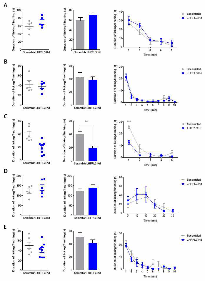 LHFPL3가 말초신경에 분포하고 있는 통증 수용체인 ion channel (TRPV1, TRPA1, TRPV4)과 GABAA receptor 그리고 다른 ion channel에 영향을 미치는지를 알아보기 위하여 Scrambled RNA와 LHFPL3 siRNA Knockdown model (LHFPL3 Kd)을 만든 뒤에 Capsaicin, AITC, Prostaglandin, Muscimol, KCl을 사용하여 inflammation pain을 유도하고 licking, flinching의 소요시간을 측정하였음. (A) TRPV1의 agonist인 Capsaicin에 대한 licking, flinching의 행동 반응을 5분간 측정하였음. (B) TRPV4의 agonist인 Prostaglandin과 함께 hypotonic한 자극을 주기 위해 사용한 deionized water (DW)에 대한 licking, flinching의 행동 반응을 10분간 측정하였음. (C) TRPA1 의 agonist인 AITC에 대한 licking, flinching의 행동 반응을 5분간 측정하였음. (**p<0.01; Scrambled vs. LHFPL3, T-test, ***p<0.001; Scrambled vs. LHFPL3, Two-way ANOVA) (D) GABAA receptor의 agonist 인 Muscimol과 Muscimol의 반응을 더 활성화시키기 위해 사용한 Prostaglandin에 대한 licking, flinching의 행동 반응을 30분간 측정하였음. (E) TRP channel이 아닌 Na+ channel, K+ channel, Ca2+ channel의 agonist인 KCl을 사용하여 licking, flinching의 행동 반응을 10분간 측정하였음