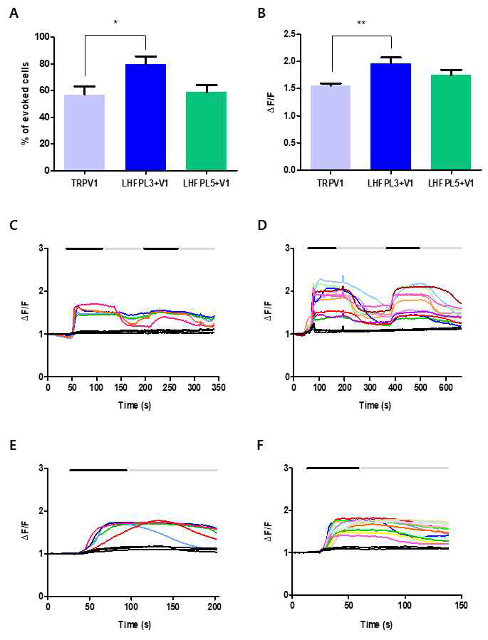 In vitro 상에서 LHFPL3가 Chemical한 자극에 대해 반응하는 통증 수용체인 TRPV1 활성에 영향을 미치는지를 알아보기 위해서 HEK 293T cell을 사용하여 Calcium imaging을 통해 확인하였음. (A) HEK 293T cell에 TRPV1을 transfection 시킨 것과 LHFPL3와 TRPV1을 co-transfection 시킨 것 그리고 LHFPL5와 TRPV1을 co-transfection 시켜서 Capsaicin 0.3 μM을 관류시켰을때 반응하는 cell의 수를 %로 나타낸 그래프임. (TRPV1 : 56.9%, LHFPL3+TRPV1 : 79.3%, LHFPL5+TRPV1 : 58.75%, *p<0.05; TRPV1 vs. LHFPL3+TRPV1, t-test) (B) Fluorescence ratio (340/380 nm wavelength)의 따라 나타나는 세포 내 Ca2+ 변화를 peak 값 1.2 이상의 대한 trace들을 선택해서 평균값으로 나타낸 그래프임. (TRPV1 : 1.56, LHFPL3+TRPV1 : 1.96, LHFPL5+TRPV1 : 1.74, **p<0.01; TRPV1 vs. LHFPL3+TRPV1, t-test) (C) TRPV1 을 transfection 시킨 cell에서 Capsaicin 0.3 μM에 반응하는 cell의 trace를 따온 그래프임. (D) LHFPL3와 TRPV1을 co-transfection 시킨 cell에서 Capsaicin 0.3 μM에 반응하는 cell의 trace를 따온 그래프임. (E) (C)와 같이 Capsaicin 0.3 μ M에 반응하는 cell의 trace를 따온 그래프임. (F) LHFPL5와 TRPV1 을 co-transfection 시킨 cell에 서 Capsaicin 0.3 μM에 반응하는 cell의 trace를 따온 그래프임. (C, D, E, F Black bar : Capsaicin 0.3 μM 처리할 때, Gray bar : washing 할 때)