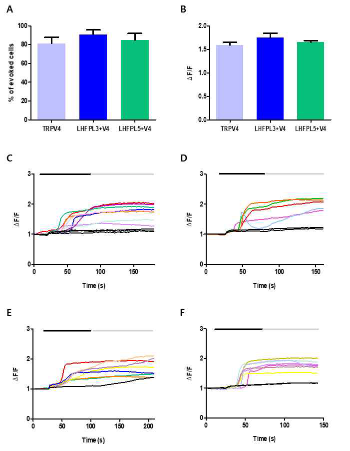 In vitro 상에서 LHFPL3 가 Chemical한 자극에 대해 반응하는 통증 수용체인 TRPV4 활성에 영향을 미치는지를 알아보기 위해서 HEK 293T cell을 사용하여 Calcium imaging을 통해 확인하였음. (A) HEK 293T cell에 TRPV4을 transfection 시킨 것과 LHFPL3와 TRPV4를 co-transfection 시킨 것 그리고 LHFPL5와 TRPV4를 co-transfection 시켜서 GSK1016790a 30 nM를 관류시켰을 때 반응하는 cell의 수를 %로 나타낸 그래프임. (TRPV4 : 81.3%, LHFPL3+TRPV4 : 90.4%, LHFPL5+TRPV4 : 84.8%) (B) Fluorescence ratio (340/380 nm wavelength)의 따라 나타나는 세포 내 Ca2+ 변화를 peak 값 1.2 이상의 대한 trace들을 선택해서 평균값으로 나타낸 그래프임. (TRPV4 : 1.59, LHFPL3+TRPV4 : 1.75, LHFPL5+TRPV4 : 1.65) (C) TRPV4을 transfection 시킨 cell에서 GSK1016790a 30 nM에 반응하는 cell 의 trace를 따온 그래프임. (D) LHFPL3와 TRPV4을 co-transfection 시킨 cell에서 GSK1016790a 30 nM에 반응하는 cell의 trace를 따온 그래프임. (E) (C)와 같이 GSK1016790a 30 nM에 반응하는 cell의 trace를 따온 그래프임. (F) LHFPL5와 TRPV4을 co-transfection 시킨 cell에서 GSK1016790a 30 nM에 반응하는 cell 의 trace를 따온 그래프임. (C, D, E, F Black bar : GSK1016790a 30 nM 처리 할 때, Gray bar : washing 할때)