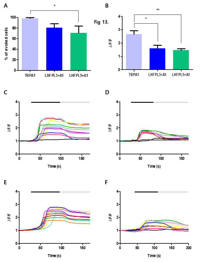 In vitro 상에서 LHFPL3 가 Chemical한 자극에 대해 반응하는 통증 수용체인 TRPA1 활성에 영향을 미치는지를 알아보기 위해서 HEK 293T cell을 사용하여 Calcium imaging을 통해 확인하였음. (A) HEK 293T cell에 TRPA1을 transfection 시킨 것과 LHFPL3와 TRPA1을 co-transfection 시킨 것 그리고 LHFPL5와 TRPA1을 co-transfection 시켜서 Cinnamaldehyde 300 μM를 관류시켰을 때 반응하는 cell의 수를 % 로 나타낸 그래프임. (TRPA1 : 98%, LHFPL3+TRPA1 : 80.6%, LHFPL5+TRPA1 : 70.8%, *p<0.05; TRPA1 vs. LHFPL5+TRPA1, t-test) (B) Fluorescence ratio (340/380 nm wavelength)의 따라 나타나는 세포내 Ca2+ 변화를 peak 값 1.2 이상의 대한 trace들을 선택해서 평균값으로 나타낸 그래프임. (TRPA1 : 2.66, LHFPL3+TRPA1 : 1.59, LHFPL5+TRPA1 : 1.46, *p<0.05; TRPA1 vs. LHFPL5+TRPA1, *p<0.05; TRPA1 vs. LHFPL3+TRPA1, **p<0.01; TRPA1 vs. LHFPL5+TRPA1, t-test) (C) TRPA1을 transfection 시킨 cell에서 Cinnamaldehyde 300 μM에 반응하는 cell의 trace를 따온 그래프임. (D) LHFPL3와 TRPA1을 co-transfection 시킨 cell에서 Cinnamaldehyde 300 μM에 반응하는 cell의 trace를 따온 그래프임. (E) (C)와 같이 Cinnamaldehyde 300 μM에 반응하는 cell의 trace를 따온 그래프임. (F) LHFPL5와 TRPA1을 co-transfection 시킨 cell에서 Cinnamaldehyde 300 μM에 반응하는 cell의 trace를 따온 그래프임. (C, D, E, F Black bar : Cinnamaldehyde 300 μM 처리할 때, Gray bar : washing 할 때)