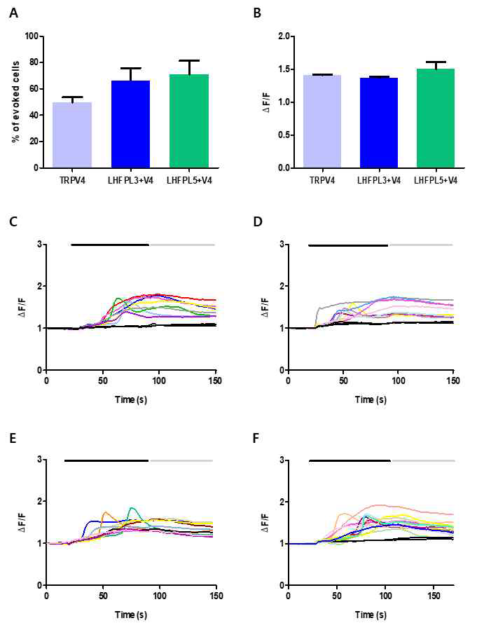 In vitro 상에서 LHFPL3가 Mechanical한 자극에 대해 반응하는 통증 수용체인 TRPV4 활성에 영향을 미치는지를 알아보기 위해서 HEK 293T cell을 사용하여 Calcium imaging을 통해 확인하였음. (A) HEK 293T cell 에 TRPV4을 transfection 시킨 것과 LHFPL3와 TRPV4를 co-transfection 시킨 것 그리고 LHFPL5와 TRPV4를 co-transfection 시켜서 Hypotonic solution (200 mOsm/kg)를 관류시켰을 때 반응하는 cell의 수를 %로 나타낸 그래프임. (TRPV4 : 49.8%, LHFPL3+TRPV4 : 66.3%, LHFPL5+TRPV4 : 71%) (B) Fluorescence ratio (340/380 nm wavelength)의 따라 나타나는 세포 내 Ca2+ 변화를 peak 값 1.2 이상의 대한 trace들을 선택해서 평균 값으로 나타낸 그래프임. (TRPV4 : 1.41, LHFPL3+TRPV4 : 1.37, LHFPL5+TRPV4 : 1.5) (C) TRPV4을 transfection 시킨 cell에서 Hypotonic solution (200 mOsm/kg)에 반응하는 cell의 trace를 따온 그래프임. (D) LHFPL3와 TRPV4을 co-transfection 시킨 cell에서 Hypotonic solution (200 mOsm/kg)에 반응하는 cell의 trace를 따온 그래프임. (E) (C)와 같이 Hypotonic solution (200 mOsm/kg)에 반응하는 cell의 trace를 따온 그래프임. (F) LHFPL5와 TRPV4을 co-transfection 시킨 cell에서 Hypotonic solution (200 mOsm/kg)에 반응하는 cell의 trace를 따온 그래프임. (C, D, E, F Black bar : Hypotonic solution (200 mOsm/kg) 처리할 때, Gray bar : washing 할 때)