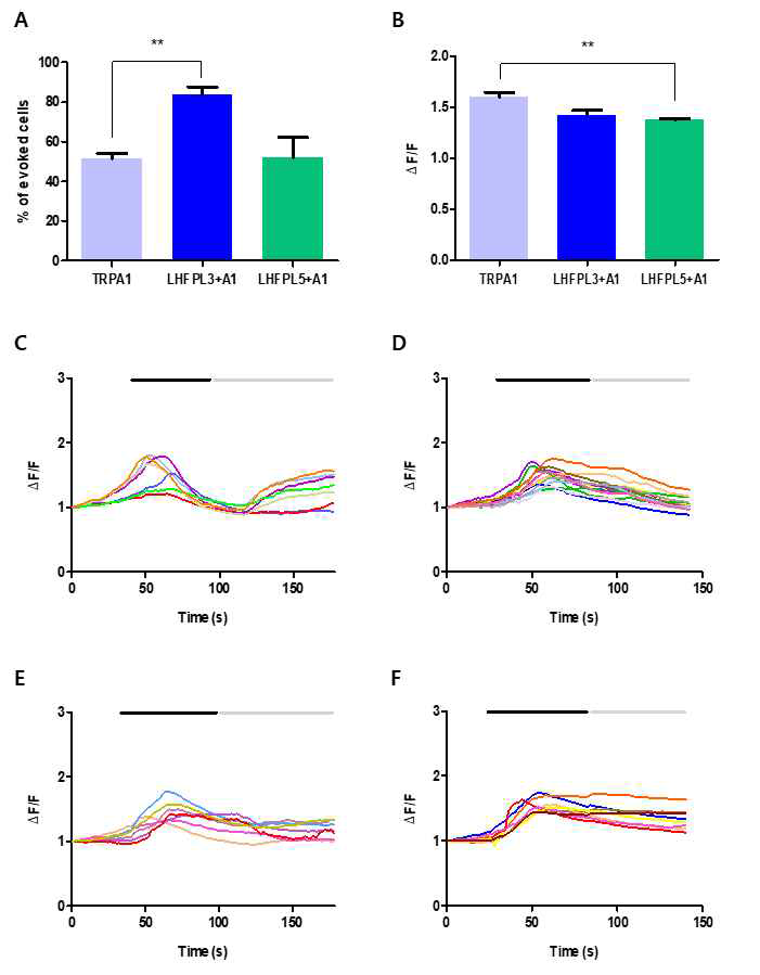 In vitro 상에서 LHFPL3가 Mechanical한 자극에 대해 반응하는 통증 수용체인 TRPA1 활성에 영향을 미치는지를 알아보기 위해서 HEK 293T cell을 사용하여 Calcium imaging을 통해 확인하였음. (A) HEK 293T cell에 TRPA1을 transfection 시킨 것과 LHFPL3와 TRPA1을 co-transfection 시킨 것 그리고 LHFPL5와 TRPA1을 co-transfection 시켜서 Hypertonic solution (1200 mOsmkg)를 관류시켰을 때 반응하는 cell의 수를 %로 나타낸 그래프임. (TRPA1 : 51.5%, LHFPL3+TRPA1 : 83.7%, LHFPL5+TRPA1 : 52%, **p<0.01; TRPA1 vs. LHFPL3+TRPA1, t-test) (B) Fluorescence ratio (340/380 nm wavelength)의 따라 나타나는 세포 내 Ca2+ 변화를 peak 값 1.2 이상의 대한 trace들을 선택해서 평균값으로 나타낸 그래프임. (TRPA1 : 1.6, LHFPL3+TRPA1 : 1.42, LHFPL5+TRPA1 : 1.38, **p<0.01; TRPA1 vs. LHFPL5+TRPA1, t-test) (C) TRPA1 을 transfection 시킨 cell에서 Hypertonic solution (1200 mOsmkg)에 반응하는 cell의 trace 를 따온 그래프임. (D) LHFPL3와 TRPA1을 co-transfection 시킨 cell에서 Hypertonic solution (1200 mOsmkg)에 반응하는 cell의 trace 를 따온 그래프임. (E) (C)와 같이 Hypertonic solution (1200 mOsmkg)에 반응하는 cell의 trace 를 따온 그래프임. (F) LHFPL5와 TRPA1을 co-transfection 시킨 cell에서 Hypertonic solution (1200 mOsmkg)에 반응하는 cell의 trace를 따온 그래프임. (C, D, E, F Black bar : Hypertonic solution (1200 mOsmkg) 처리할 때, Gray bar : washing 할 때)