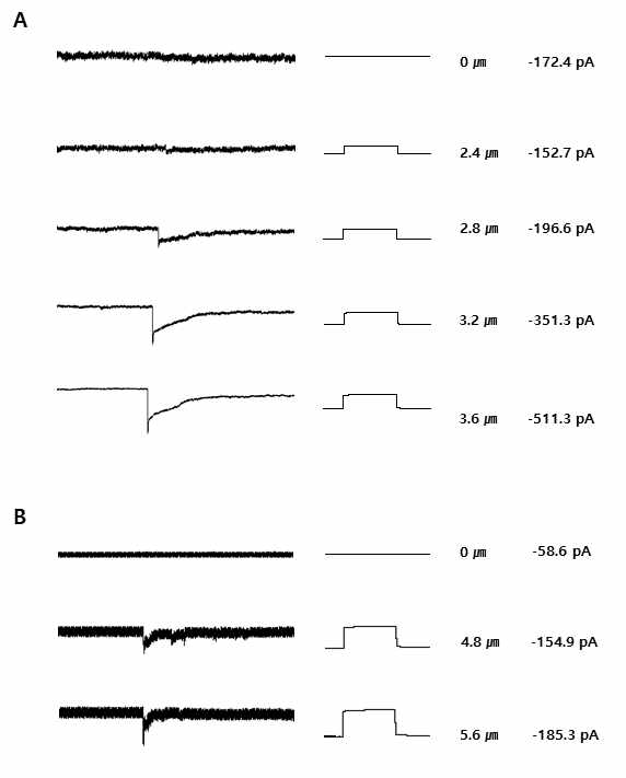 HEK 293T cell에 TMC3를 transfection 시킨 것과 LHFPL3와 TMC3를 co-transfection 시켜서 Mechanical probe displacement에 의한 current 발생을 whole cell voltage-clamp electrophysiology로 확인하였음. (A) TMC3를 transfection 시킨 HEK 293T cell에서 0.4 ㎛ 간격으로 Cell membrane을 자극할 때 probe displacement에 의해 Inward current가 발생하였음. Membrane potential은 –60 mV임. (2.4 ㎛ : -152.7 pA, 2.8 ㎛ : -196.6 pA, 3.2 ㎛ : -351.3 pA, 3.6 ㎛ : -511.3 pA) (B) LHFPL3와 TMC3 를 co-transfection 시킨 HEK 293T cell에서 0.4 ㎛ 간격으로 Cell membrane을 자극할 때 probe displacement에 의해 Inward current 가 발생하였음. Membrane potential 은 –60 mV임. (4.8 ㎛ : -154.9 pA, 5.6 ㎛ : -185.3 pA)