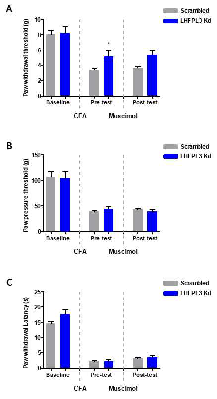 LHFPL3가 GABAA receptor 활성에 영향을 미치는지를 알아보기 위해서 GABAA receptor의 agonist인 Muscimol을 DRG에 주사하여 행동실험을 진행하였음. (A) Baseline은 Normal mouse로 von Frey test를 진행하였고, Pre-test와 Post-test는 scrambled RNA (3 μ g)와 LHFPL3 siRNA (3 μg)를 sciatic nerve에 주사하여 48시간 뒤에 Mechanical thresholds의 변화를 측정하였음. 그리고 CFA 10 μl를 발바닥에 주사하고 24시간 뒤에 Pre-test를 진행하였고, CFA model에서 Muscimol 1 mM 3 μl를 DRG에 주사하고 Post-test를 실행하였음. (*p<0.05; Scrambled vs. LHFPL3, t-test) (B) Baseline은 Normal mouse로 Randall Selitto test 를 진행하였고, Pre-test와 Post-test는 scrambled RNA (3 μg)와 LHFPL3 siRNA (3 μg)를 sciatic nerve에 주사하여 48시간 뒤에 Mechanical thresholds의 변화를 측정하였음. 그리고 CFA 10 μl를 발바닥에 주사하고 24시간 뒤에 Pre-test를 진행하였고, CFA model에서 Muscimol 1 mM 3 μl를 DRG에 주사하고 Post-test를 실행하였음. (C) Baseline은 Normal mouse로 Hot plate test를 진행하였고, Pre-test와 Post-test는 scrambled RNA (3 μ g)와 LHFPL3 siRNA (3 μg)를 sciatic nerve에 주사하여 48시간 뒤에 Thermal thresholds의 변화를 측정하였음. 그리고 CFA 10 μl를 발바닥에 주사하고 24시간 뒤에 Pre-test를 진행하였고, CFA model에서 Muscimol 1 mM 3 μl를 DRG에 주사하고 Post-test를 실행하였음. (Kd : Knockdown)