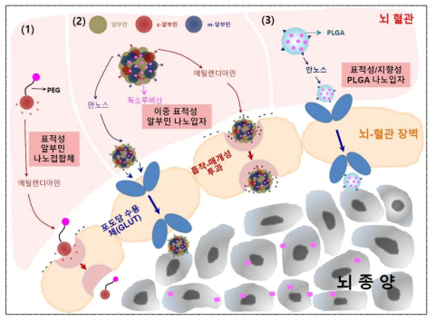 표적지향성 리간드를 이용한 뇌종양 치료제의 혈액뇌장벽 통과 기전