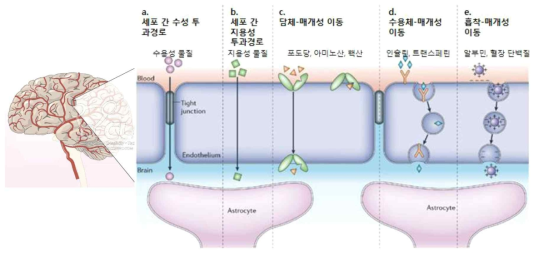 혈액뇌장벽 투과 경로 (Nat. Rev. 7, 2006 그림 변형)