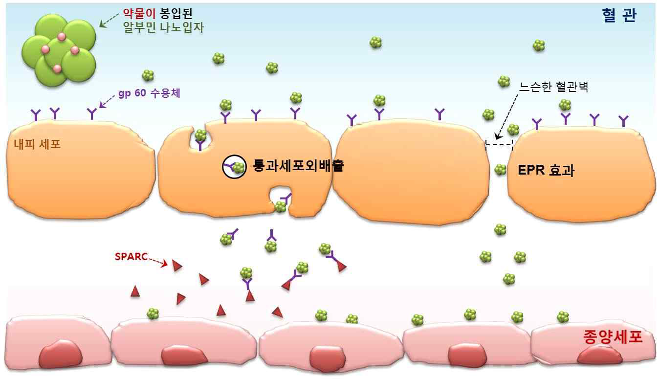 알부민-나노파티클의 암 표적성 (gp 60 pathway 및 EPR 효과)