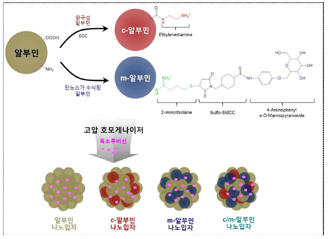 표적리간드 수식 알부민 나노입자 제조방법