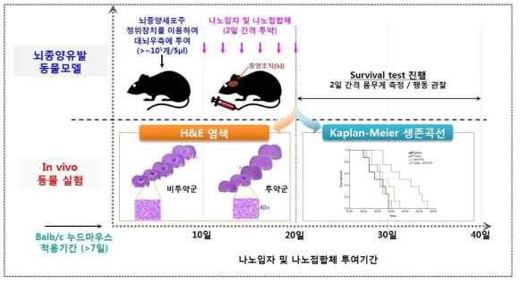 뇌종양 유발 실험동물에서 항종양활성 평가 실험설계