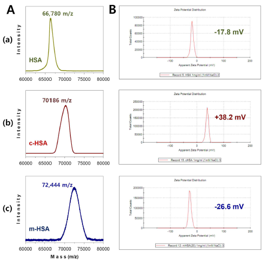 HSA, c-HSA and m-HSA의 특성분석. (A) MALDI-TOF 분석. (B) 제타전위 분석