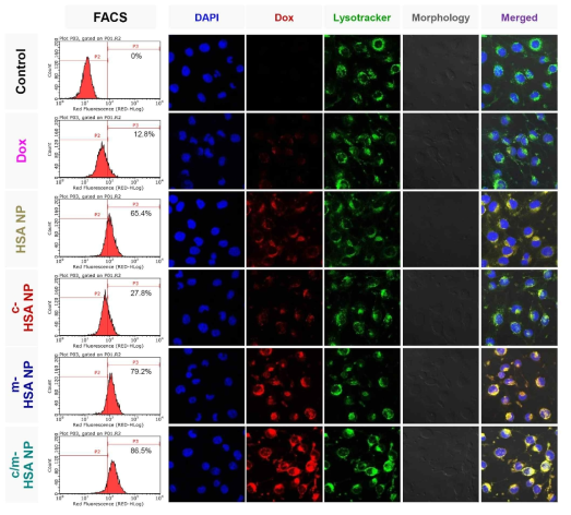 bEnd.3 cells (Blood brain barrier세포) 에서 Dox, HSA NP, c-HSA NP, m-HSA NP 및 c/m-HSA NP의 flow cytometry 및 CLSM (nuclei, Dox와 lysosomes의 염색: blue, red and green, ×400)