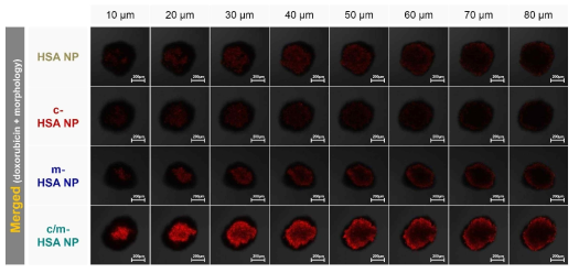 HSA NP, c-HSA NP, m-HSA NP 및 c/m-HSA NP 처리된 U87MG glioma spheroids에서 confocal 이미지 (Spheroids in 10 mm intervals for a total of 80 mm, ×100)