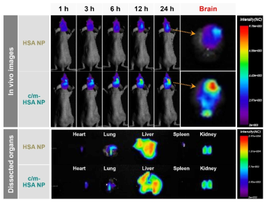 종양유도 마우스 및 각 적출 장기에서의 HSA NP and c/m-HSA NP의 분포양상