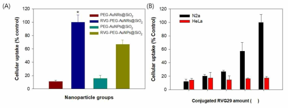 (A) 입자의 세포 내 흡수 정량분석 (B) RVG29의 표면밀도에 따른 세포 내 흡수 정량적 분석