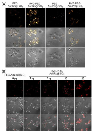 (A) N2a 세포에서 RVG-PEG-AuNRs@SiO2,RVG-PEG-AuNPs@SiO2, PEG-AuNRs@SiO2 및 PEG-AuNPs@SiO2에서 세포 내 흡수. (B) RVG29농도에 따른 RVG-PEG-AuNRs@SiO2의 세포 내 흡수