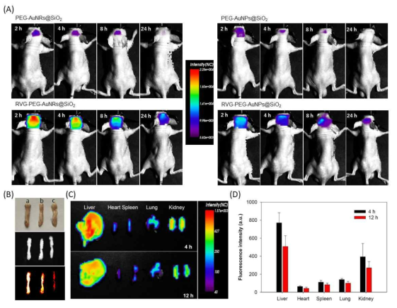 (A) 종양유도 마우스에서 RVG-PEG-AuNRs@SiO2,RVG-PEG-AuNPs@SiO2,PEG-AuNRs@SiO2 및 PEG-AuNPs@SiO2의 분포양상 (B) RVG-PEG-AuNRs@SiO2,PEG-AuNRs@SiO2 및 PBS 식염수로 치료된 마우스의 척수 이미지 (C) RVG-PEG-AuNRs@SiO2로 치료된 마우스의 장기분포이미지 (D) RVG-PEG-AuNRs@SiO2로 치료된 마우스의 장기분포 정량분석
