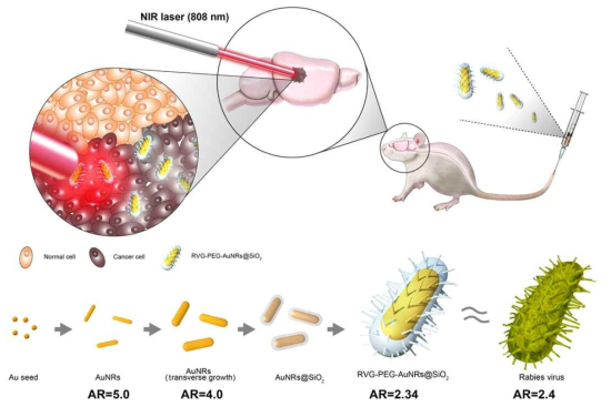 광견병 바이러스 모방 RVG-PEG-AuNRs@SiO2의 뇌 전달 및 NIR 레이저를 이용한 광열 치료 요법 개념