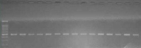 균주 라이브러리에서 rodA PCR 결과