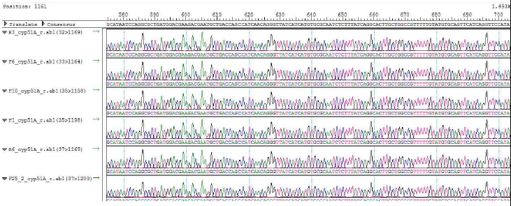 cyp51A 유전자 염기서열 분석 예시. Reference 균주 (A. fumigatus ATCC16424, ATCC36607)의 대조군 유전자와 비교 검색함