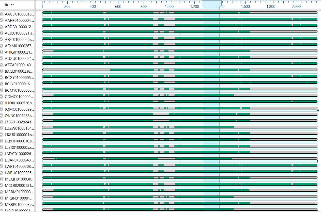 Mauve analysis를 analysis를 통한 33개 Aspergillus whole genome draft sequence(benA) 분석결과