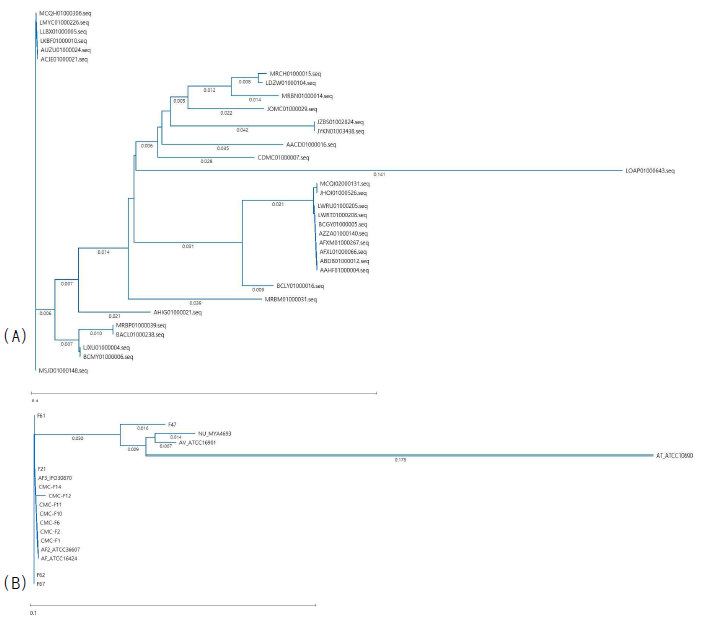 Mauve analysis를 통한 33개 Aspergillus whole genome draft sequence (A)와 임상균주의 benA 유전자를 통한 분자 유연관계 분석