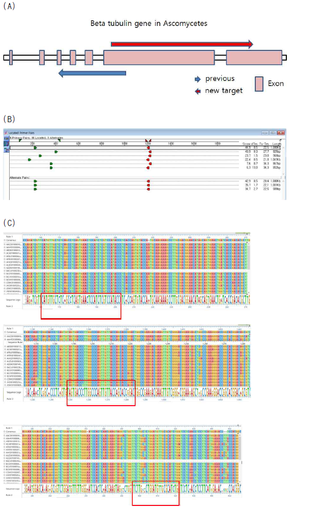 New biomarker 설계 및 개발 과정 (A) 기존 방법과의 비교를 통한 설계 (B,C) probe 및 primer 설계과정 및 결과