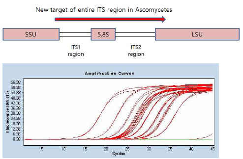 Real time PCR을 통한 새로 개발된 ITS Real time PCR 스크리닝 결과
