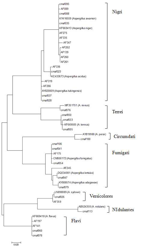 이번 연구에서 구축된 Aspergillus 분리주의 benA 대표유전형의 계통학적 분석