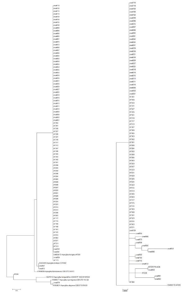 Fumigati section 균종의 benA 계통학적 분석(왼쪽)과 A. fumigatus 분리주에서 cyp51A 유전자의 계통학적 분석(오른쪽) A. fumigatus 분리주의 benA와 cyp51A 유전자에서 높은 클론성을 보이지만 내성균주의 cyp51A 유전자에서는 유전적 변이가 상대적으로 높음