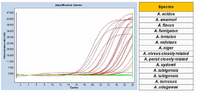 benA real time PCR screening