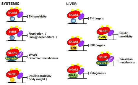 NCoR1의 에너지 대사 조절 기작