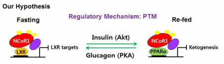 Insulin-Akt에 의한 NCoR1의 인산화