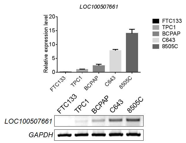 갑상선암 세포주에서 LOC100507661의 발현정도