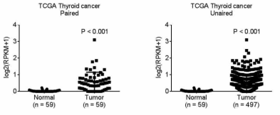 TCGA 갑상선암 데이터에서의 LOC100507661 발현정도 비교