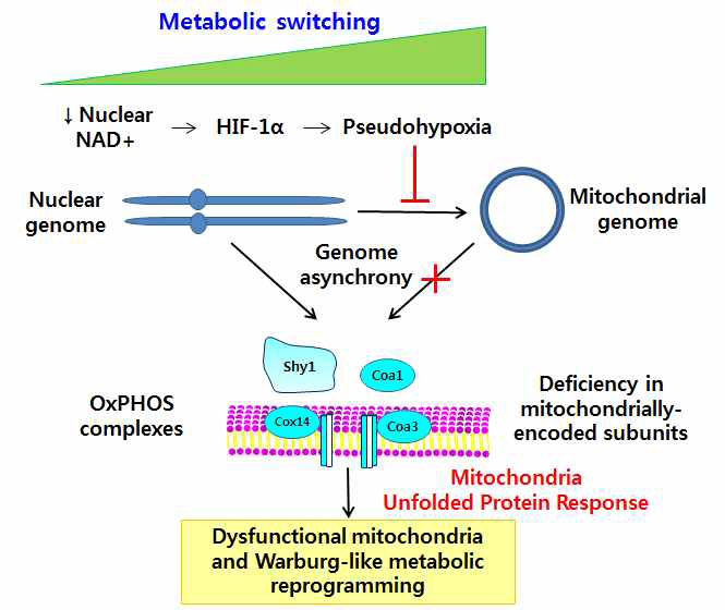 대사전환에 따른 미토콘드리아 단백질 열림 반응