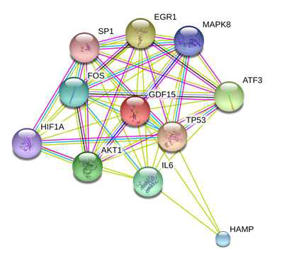 Putative GDF-15 Interatome (STRING: functional protein association networks)