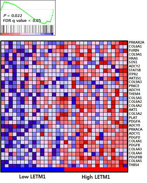 LETM1 발현 증가에 따른 PDGF signaling gene set 의 발현증가