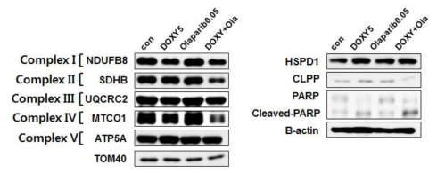 Doxycyline과 olaparib 병용 투여를 통한 세포사멸 유도 상승 효과 확인 (역형성 암세포주_8505C)