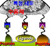 펩타이드 작용에 대한 모식도